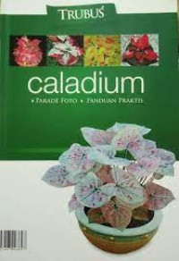 Image of CALADIUM