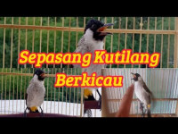 Image of SEPASANG BURUNG KUTILANG