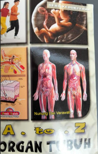 Image of A to Z organ tubuh